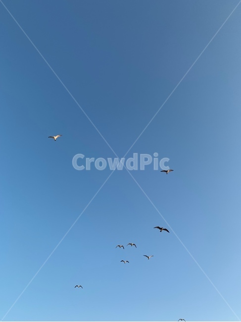 갈매기,하늘,sky,새,동물,나는,flying,bird,animal