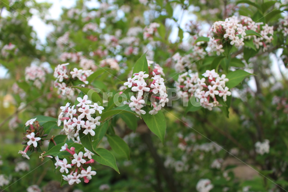 꽃,들꽃,야생화,분홍꽃,봄,식물,자연,plants,nature,꽃,flower