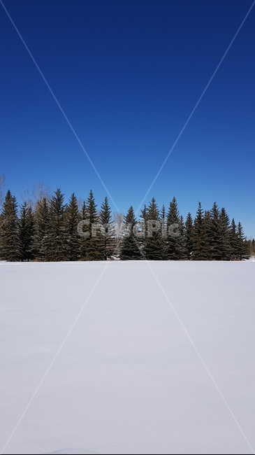 tree,나무,전나무,겨울,하늘,푸른하늘,winter,pinetree,snow,눈,자연