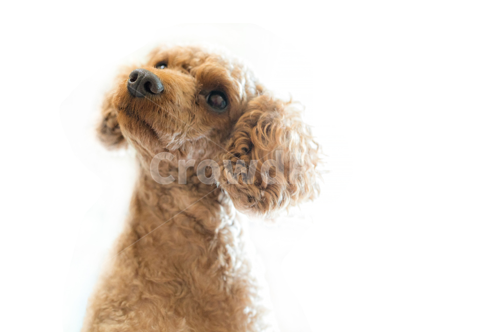 개,강아지,푸들,귀요미,갸우뚱,동물,animal,포유류,mammal,개,강아지,dog,doggy,누끼,remove background
