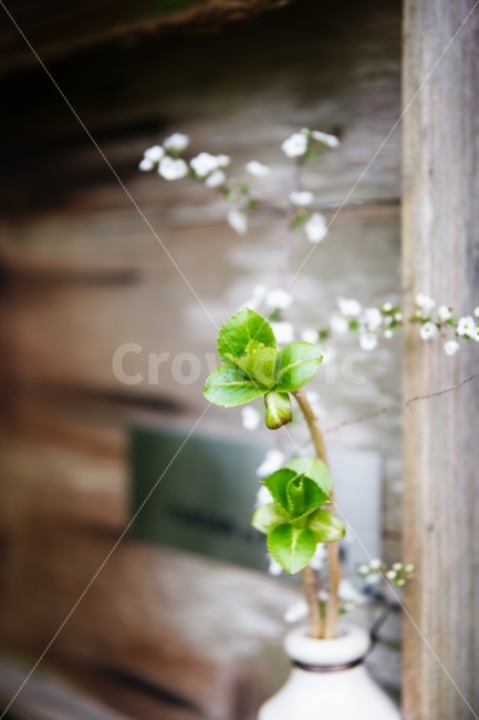식물,감성,화병,장식,꽃,나무잎,봄,사물,식물,자연,plants,nature,봄,계절,spring,season,꽃,flower,potted plant,화분,vase,병 장식,jar,항아리,pottery,도기류,plant,leaf,잎,planter,파종기