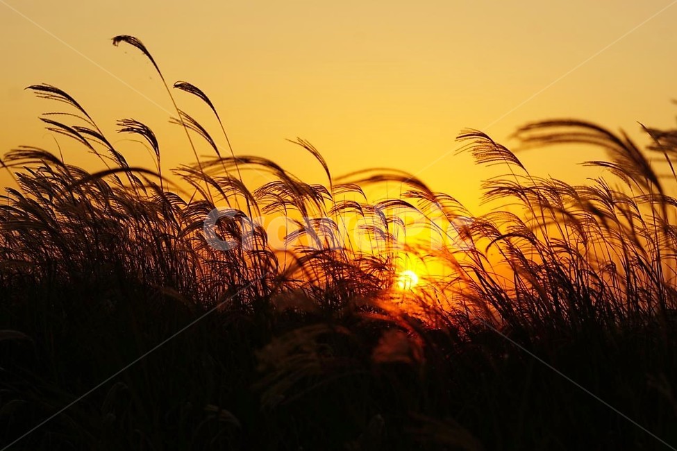 가을,억새,식물,자연,일몰,태양,nature,fall,감성,서정,autumn,가을,계절,fall,autumn,season,자연,풍경,nature,landscape,grass,잔디,plant,lawn