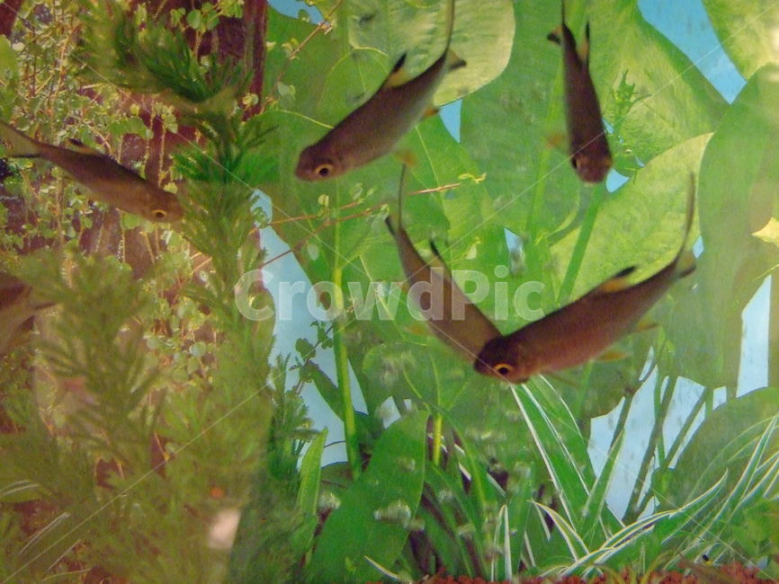 물고기,수생동물,한국의물고기,동물,수조관,동물,animal,어류,물고기,fish