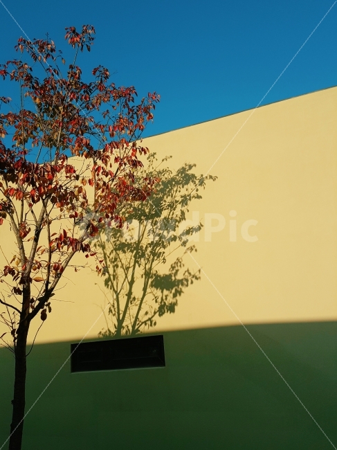 자연,힐링,색감,가을,단풍,벽,건물,하늘,소풍,나들이,여행,낙엽,그림,nature,autumn,가을,계절,fall,autumn,season,식물,자연,plants,nature,나무,trees,wood,plant,tree