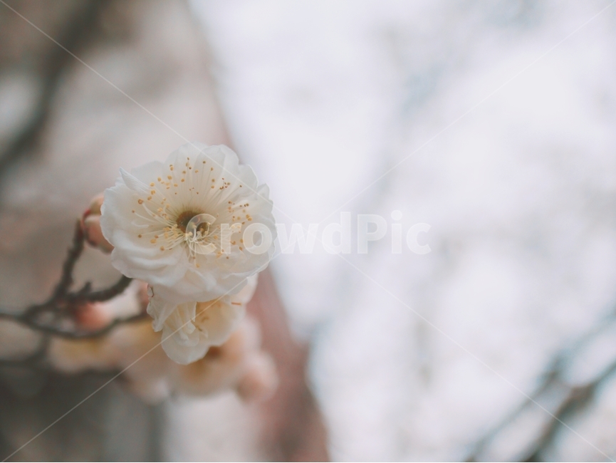 노란꽃,개나리,노란색,꽃,봄,봄,계절,spring,season,식물,자연,plants,nature,꽃,flower,plant