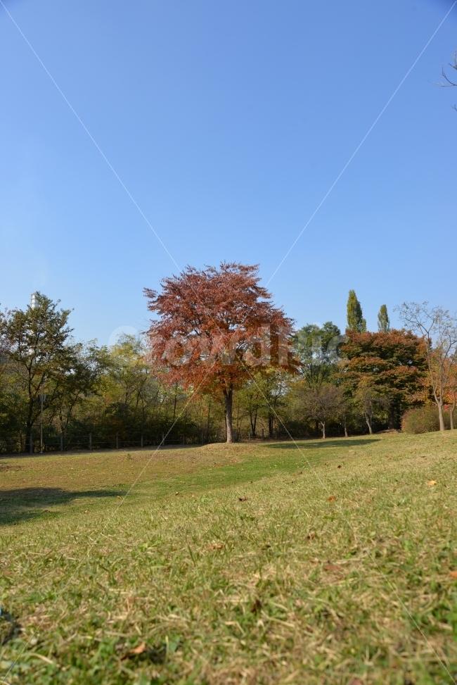 자연,풍경,나무,가을,단풍,가을,계절,fall,autumn,season,자연,풍경,nature,landscape,plant,식물,grass,잔디,tree,outdoors,옥외,field,들,grassland,목초지