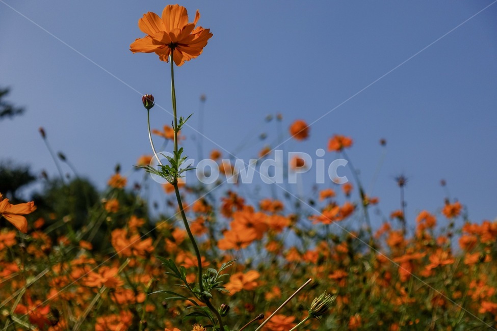 코스모스,가을,꽃,식물,가을하늘,plant,가을,계절,fall,autumn,season,식물,자연,plants,nature,꽃,flower
