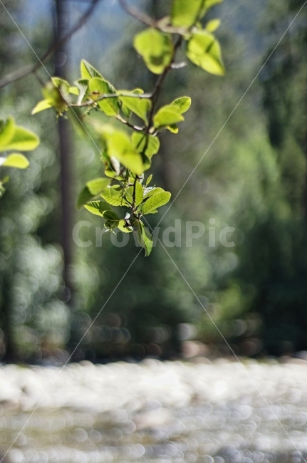 나무,나뭇잎,여름,강,숲,자연,풍경,산,식물,Leaf,Forest,Summer,Nobody,식물,자연,plants,nature