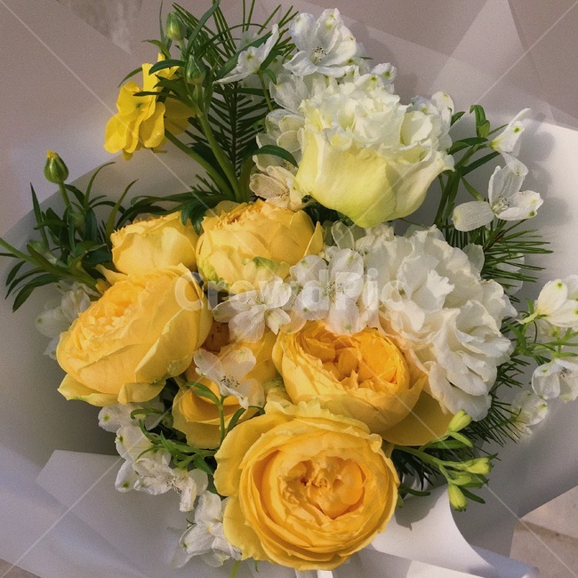 노란장미,식물,plant,꽃다발,노란꽃,꽃,flower