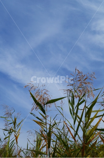 가을하늘,억새,갈대,가을,풀숲,자연,식물,자연,plants,nature