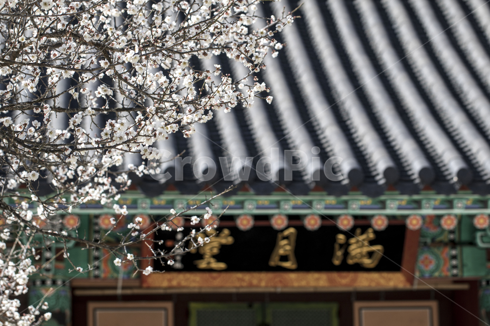 매화,기와,전통,사찰,봄,나들이,배경,계절,꽃,자연,식물,한국,한국전통,한국문화,korean traditional,korean culture,건축물,건물외관,exterior,building,structure,architecture,construction