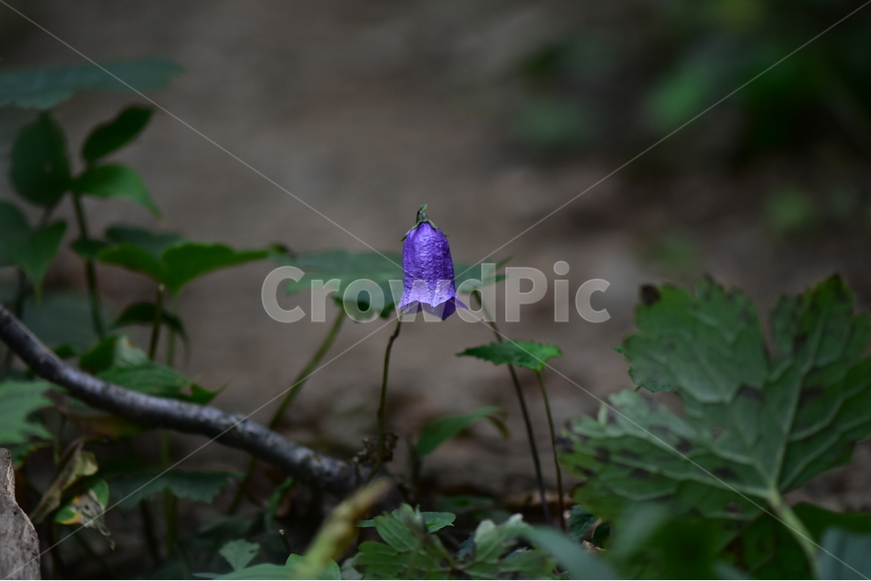 금강초롱꽃,야생화,식물,자연,꽃,생태,힐링,플라워,wildflower,flower,plants,nature,season,감성,느낌,emotion,feeling,여름,여러해살이풀,초롱꽃과,금강초록꽃속,자주색,식물,자연,plants,nature,꽃,flower