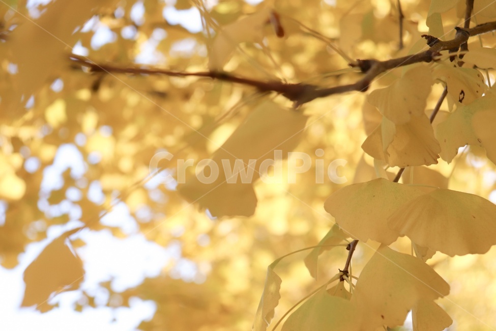 가을,단풍,자연,풍경,나무,숲,계절,노랑,아웃포커싱,감성,가을,계절,fall,autumn,season,leaf,잎,plant,식물,tree,sunlight,햇빛