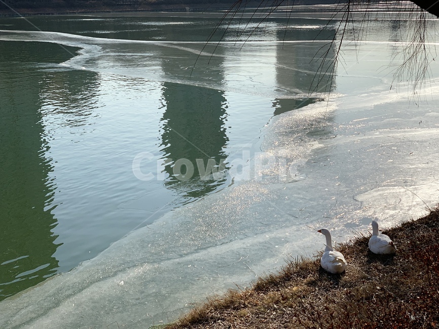 석촌호수,거위,겨울,얼음,animal,bird,새,동물,호수,lake,겨울,계절,winter,season,동물,animal,조류,새,birds