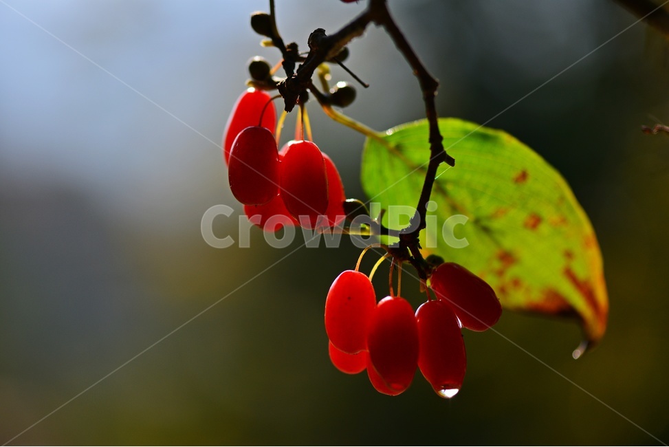 plant,식물,food,음식,fruit,과일,산수유,열매,산수유열매,약용식물,건강식품,결실,빨강색,물방울,가을,과일,열매,fruit