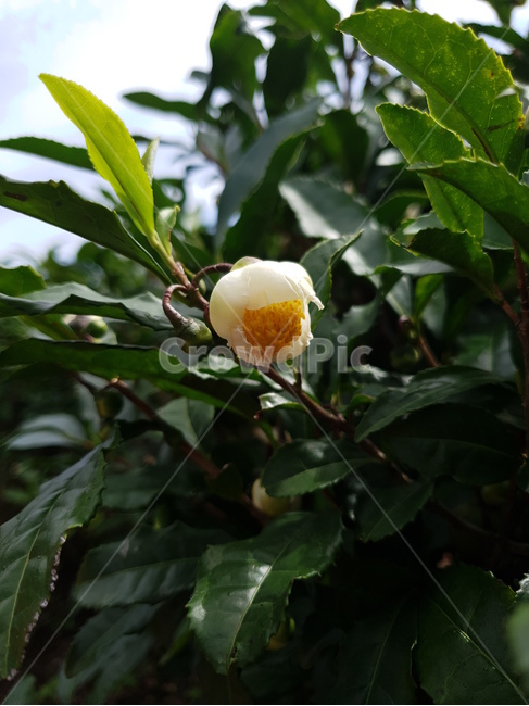 녹차,녹차나무,녹차꽃,꽃,나무,차나무,차꽃,식물,자연,plants,nature,꽃,flower