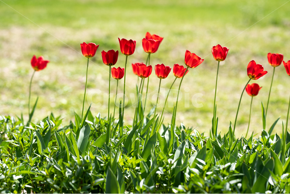 꽃,꽃밭,튤립,빨간색,자연,봄,계절,spring,season,식물,자연,plants,nature,꽃,flower,plant