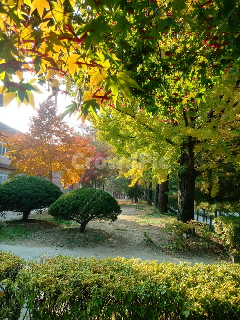 가을,단풍,낙엽,maple,plant,식물,단풍나무,단풍잎,leaf,잎,tree,나무,계절,fallautumnseason,가을단풍,자연,풍경,경치,가을,계절,fall,autumn,season,식물,자연,plants,nature,나무,trees,wood