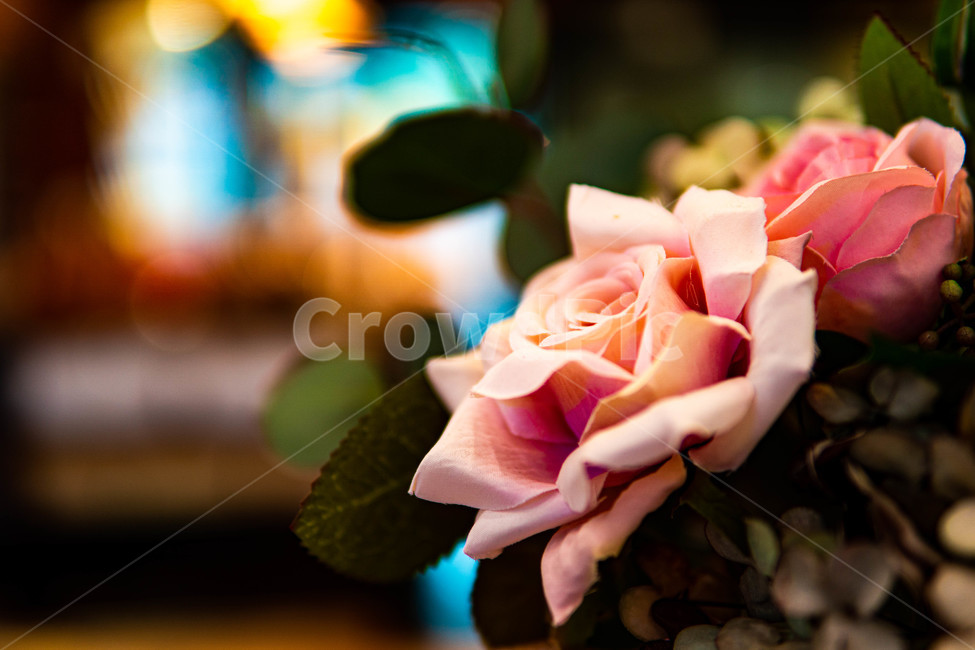 꽃,자연,plants,nature,flower,식물,꽃잎,화사한,분홍색,분홍꽃,인테리어