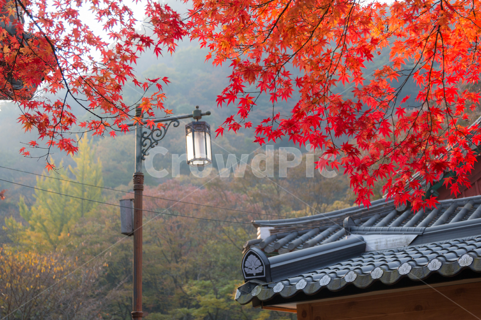 가을,단풍,풍경,산책,등산,산,가을산,가을,계절,fall,autumn,season,한국전통,한국문화,korean traditional,korean culture,식물,자연,plants,nature