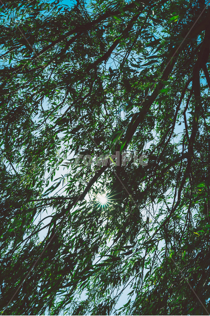 나무,꽃,봄,자연,감성,바람,식물,자연,plants,nature,나무,trees,wood