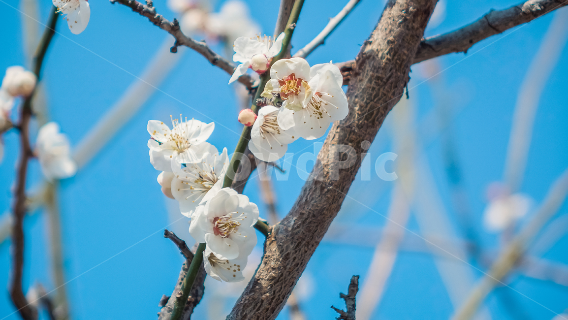 plant,식물,매화,매화꽃,꽃,꽃나무,매화나무,매화꽃나무,빛,봄,봄꽃,봄풍경,봄나무,매화축제,flower,blossom,nature,light,spring,식물,자연,plants,nature,꽃,flower