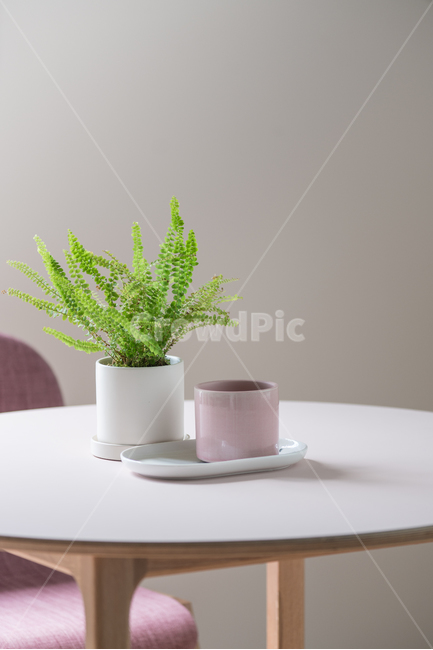 가구,인테리어,실내화초,모던,디자인,미니멀,장식품,테이블,라이프스타일,집안,집,concept,table,식물,자연,plants,nature,실내용화초,화분,화초,house plant,인테리어,실내디자인,interior design