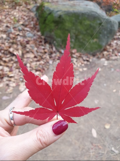 leaf,잎,plant,식물,tree,나무,단품,레드,가을