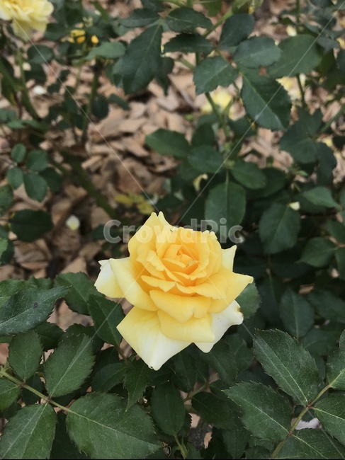 노란색,노란꽃,노란장미,장미꽃,노란장미꽃,식물,자연,plants,nature,꽃,flower