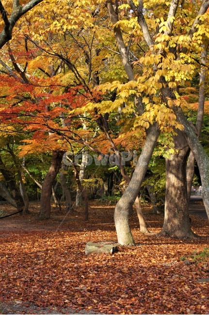 가을,단풍,낙엽,자연,나무,풍경,울긋불긋,계절,아름다움,식물,숲속,fall,trees,nature,autumn,season,단풍잎,단풍나무,자연풍경,감성,가을,계절,fall,autumn,season,자연,풍경,nature,landscape,식물,plants,나무,trees,wood,tree,plant,tree trunk,나무 줄기,leaf,잎