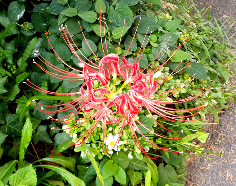 꽃,화려함,여름,만개,절정,식물,자연,plants,nature