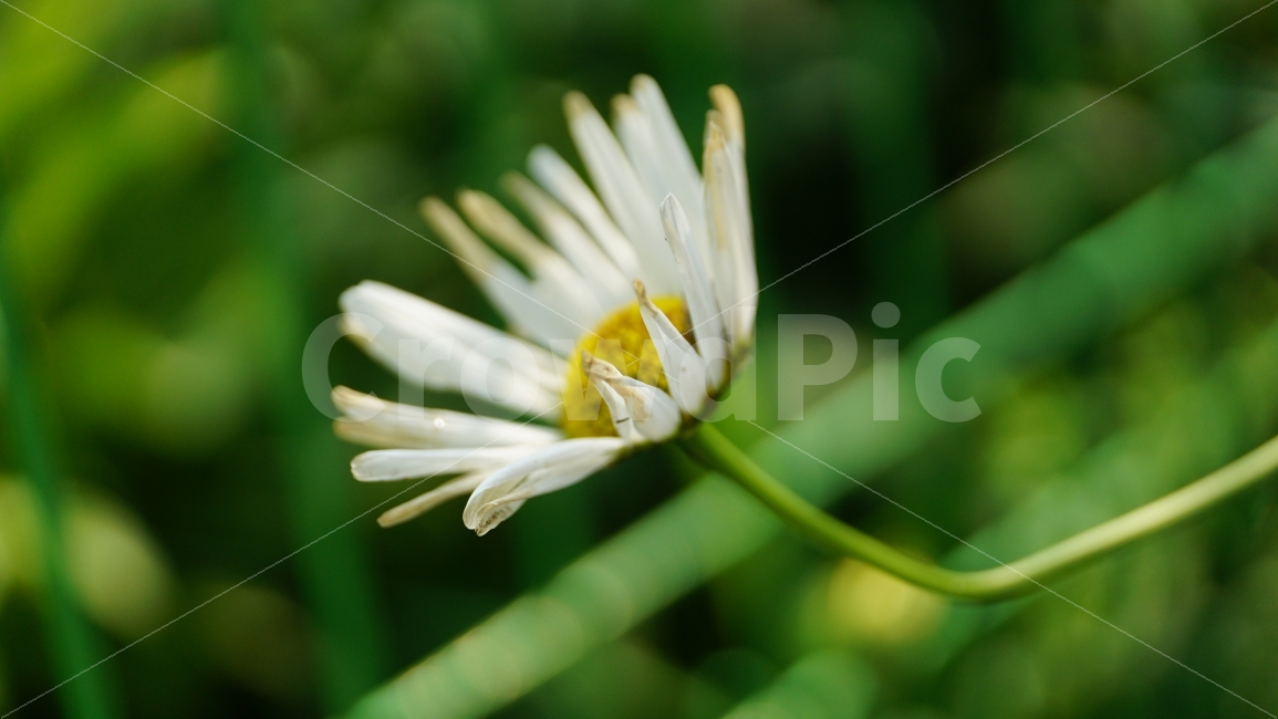 샤스타데이지,꽃,플라워,식물,자연,flower,nature,풍경,landscape,잎사귀,감성,감성사진,느낌,feel,snap,snapshot,스냅,스냅사진,접사,macro,꽃사진,plants,힐링,힐링사진,healing,클로즈업,closeup,한국자연,꽃밭,화단,계절,season,여름꽃,여름,summer,초여름,향기,꽃향기,식물,자연,plants,nature,꽃,flower