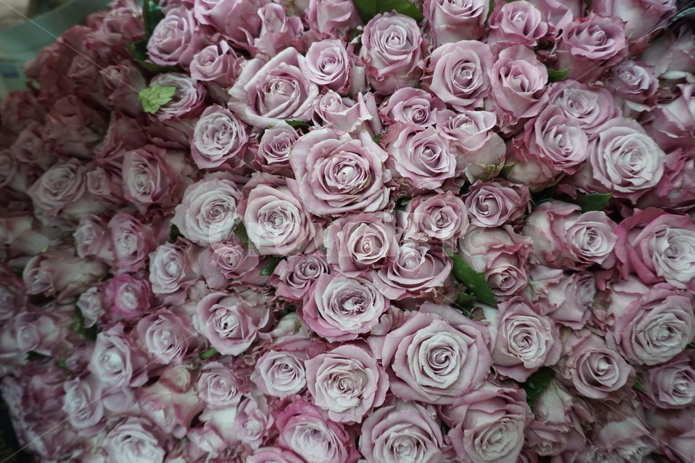 장미,꽃,flower,식물,봄,꽃,flower,기념일,축하,anniversary,congratulation,celebrate,celebration