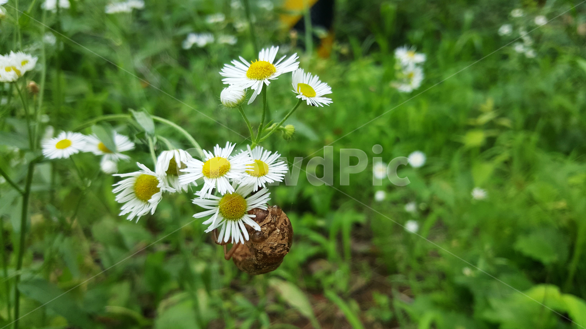 매미허물,들꽃,초록,들판,매미,야생화,cicada,wildflower,green,field