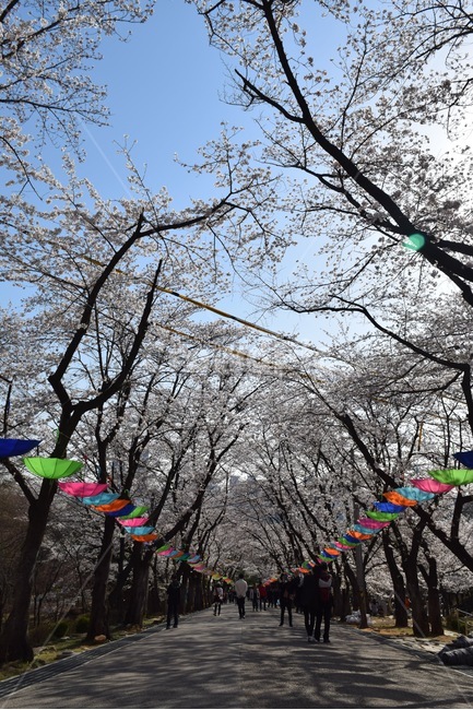 벚꽃,벚꽃축제,4월,벚꽃풍경,풍경,봄,계절,spring,season,축제,행사,festival,carnival,event