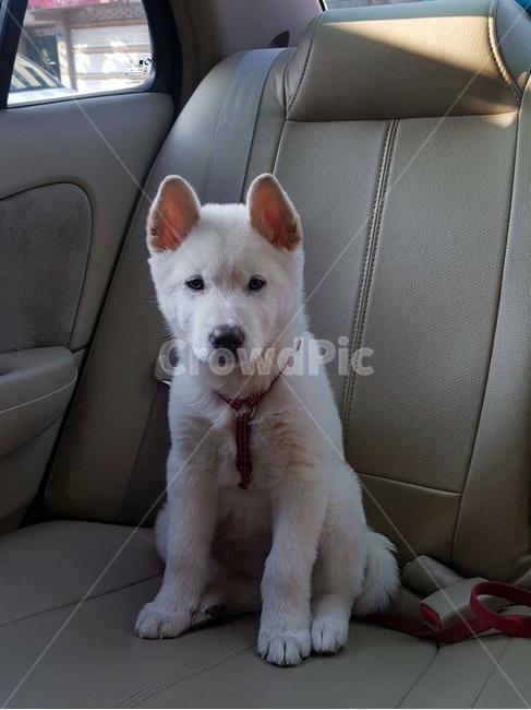 애완견,풍산개,얌전한강아지,dog,귀여운강아지