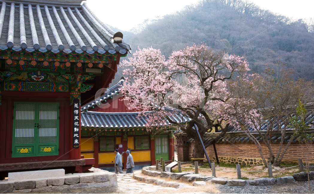 자연,풍경,경치,계절,봄,식물,꽃,봄꽃,매화,홍매화,사찰,백양사,보호수,매화나무,고불매,고건축,건물,옥외,산,골짜기,경내,지붕,기와지붕,아침,안개,빛,햇빛,한국전통,한국문화,korean traditional,korean culture,꽃,flower,나무,trees,wood