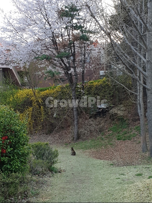 고양이,cat,야옹이,봄,벚꽃,숲,산속,산,휴식,힐링,길냥이,애옹이,애옹쓰,자연,풍경,감성,기다림,기다리다,봄,계절,spring,season,동물,animal,포유류,mammal,고양이,cat,kitten,kitty,plant,식물
