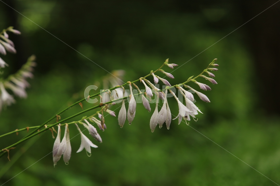 비,풍경,빗방울,소경,rain,비오는소경,식물,자연,plants,nature,꽃,flower