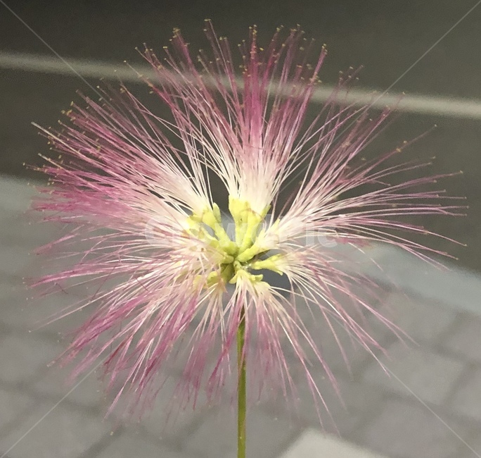 자귀나무꽃,식물,꽃,plant,자귀,여름꽃,blossom,flower