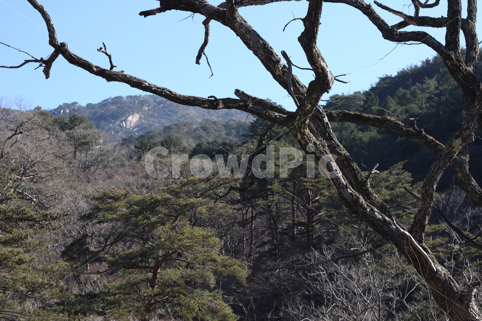 겨울나무,가지,산,나무,풍경