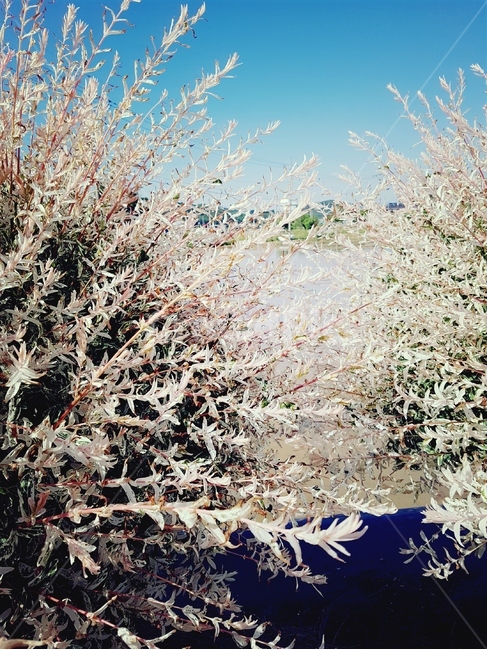 오색버들,흰색,핑크,나무,풍경,하늘,식물,자연,plants,nature,꽃,flower