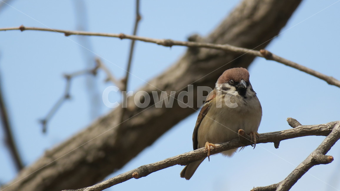 새,동물,bird,참새,핀치,동물,animal,조류,새,birds
