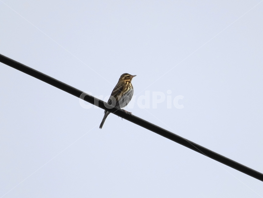 힝둥새,새,전깃줄,pipit,작은새,갈색,갈색새,새초롬,하늘,중,brown,bird,small,작은,바라보는,앉아있는,쉬고있는,휴식,avian,korea,동물,animal,조류,새,birds