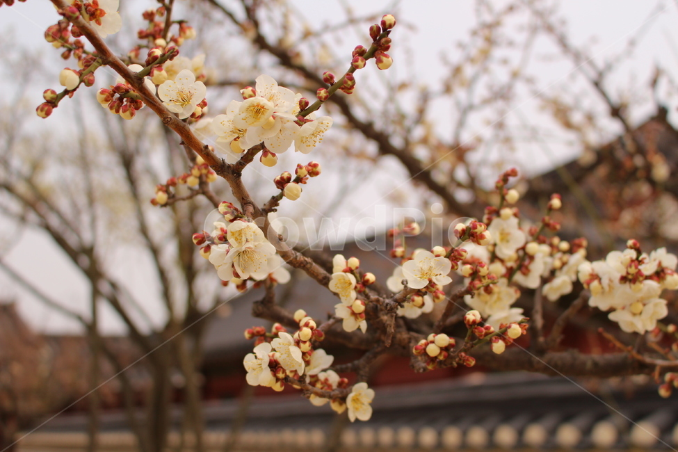 매화,꽃,나무,전통적인,가을,flower