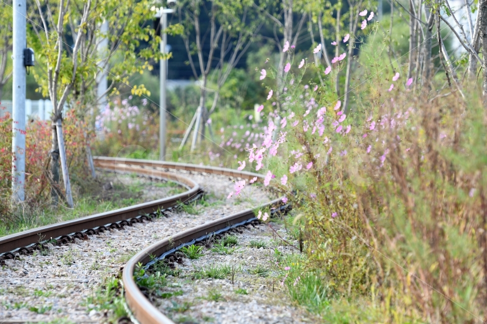 코스모스,기찻길,가을,운치,풍경,꽃,식물,자연,plants,nature,꽃,flower,감성,sensible,feeling,교통,교통수단,traffic,transportation,train track,railway,철도,rail,레일