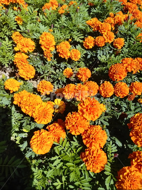 금잔화,금송화,金松花,옥동동화,성주화,당금잔,식물,꽃,plant,flower,potmarigold,관상용,한해살이풀,식물,자연,plants,nature,꽃,flower