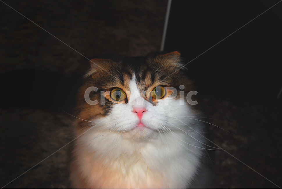 고양이,동물,반려동물,애완동물,카펫,브라운,귀여움,귀여운,pet,포유류,스코티쉬폴드,애니멀,cat,animal,mammal,kitten,kitty,갈색,흰색,brown,사랑스러운,고양이정면,어두움,동물,animal,포유류,mammal,고양이,cat,kitten,kitty