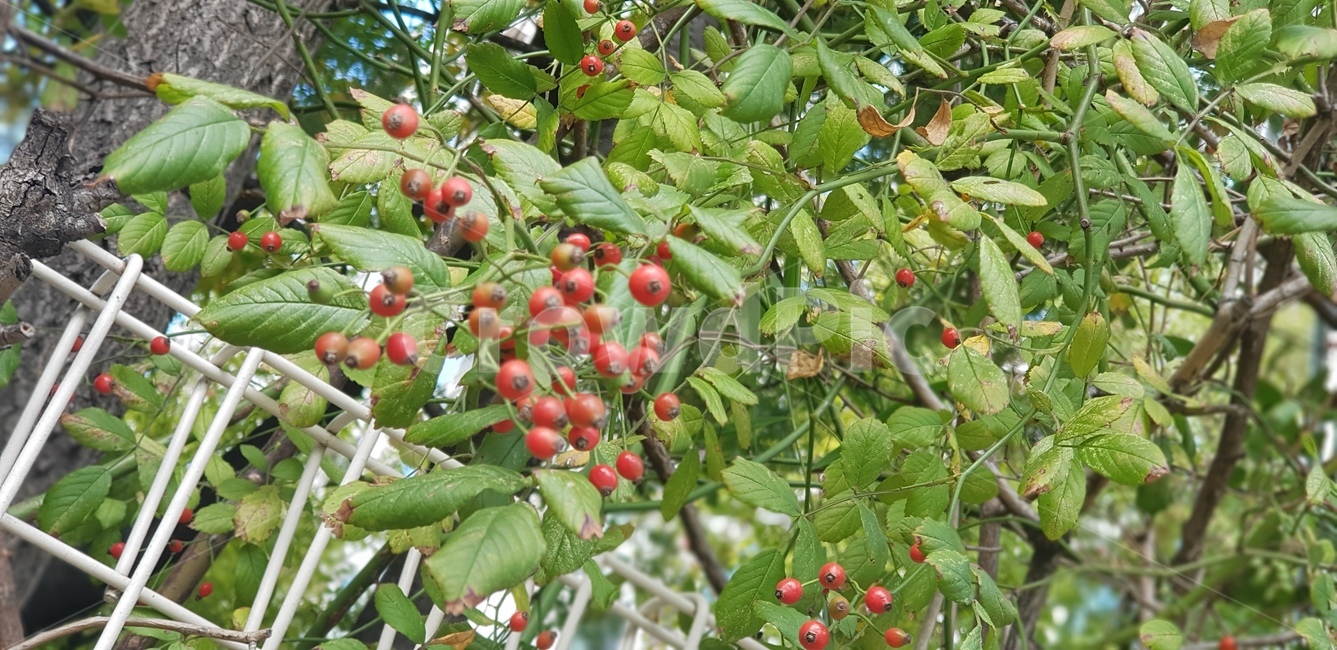 열매,빨강,초록나무,줄기,가지,잎,계절,fruit,plant,화단