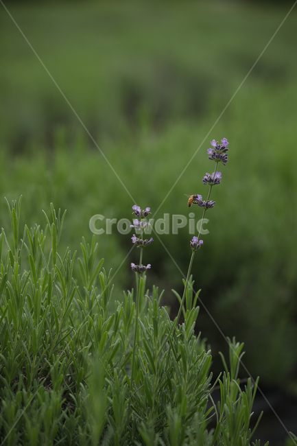 라벤더,자연,꽃밭,풀,허브,plant,녹색,purple,green,식물,lupin,blossom,꽃,flower